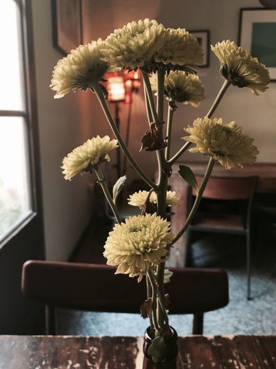 Chrysanthemums in bottle on table at home