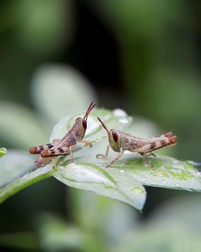 Close-up of grasshoppers on plant