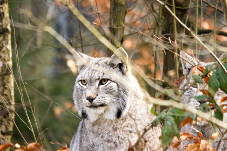 Lynx looking away in forest
