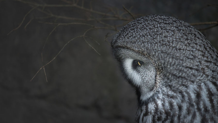 Close-up of owl at night