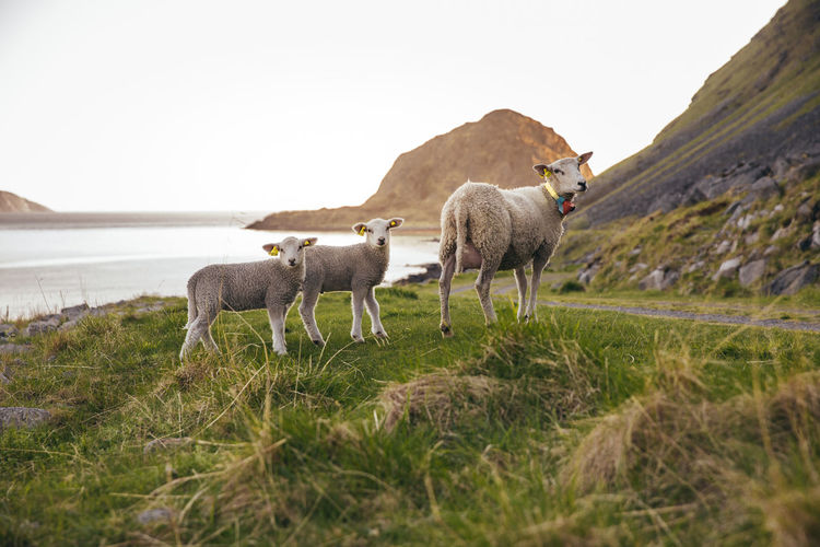 Portrait of sheep standing with lambs on field by lake