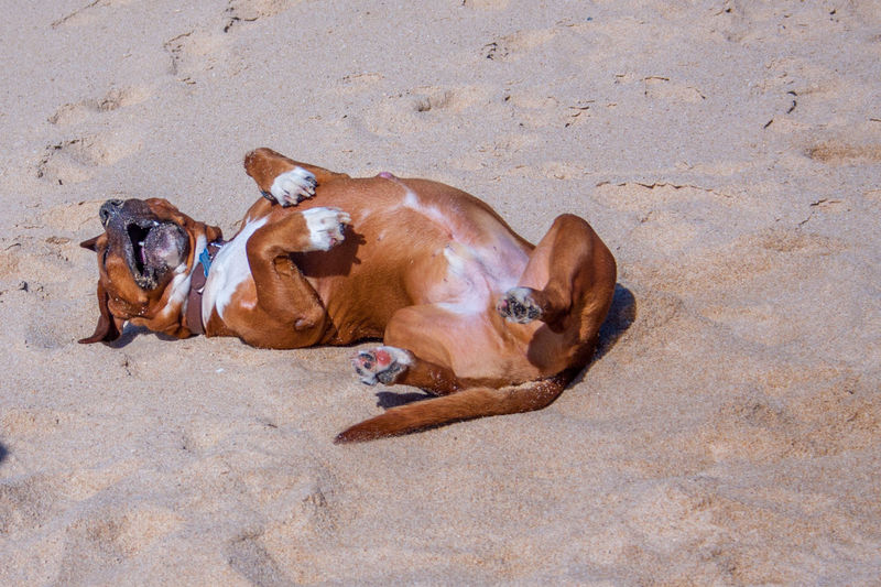 Portrait of dog lying on sand