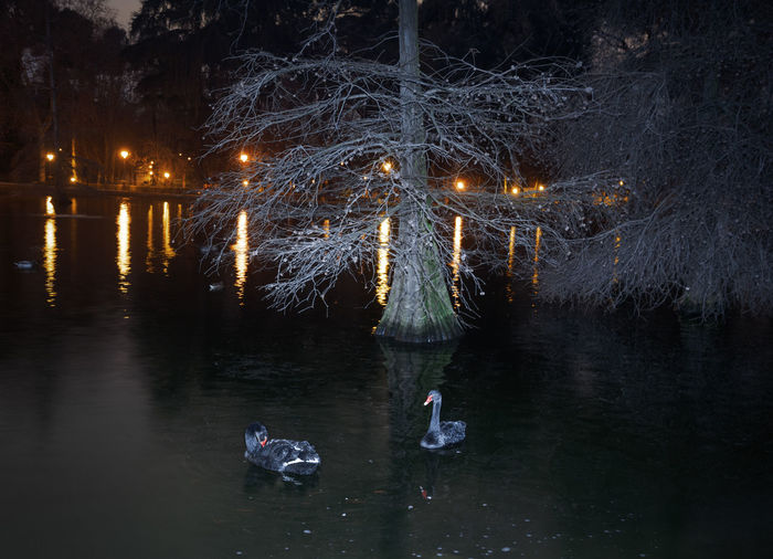 High angle view of black swans swimming on pond at night