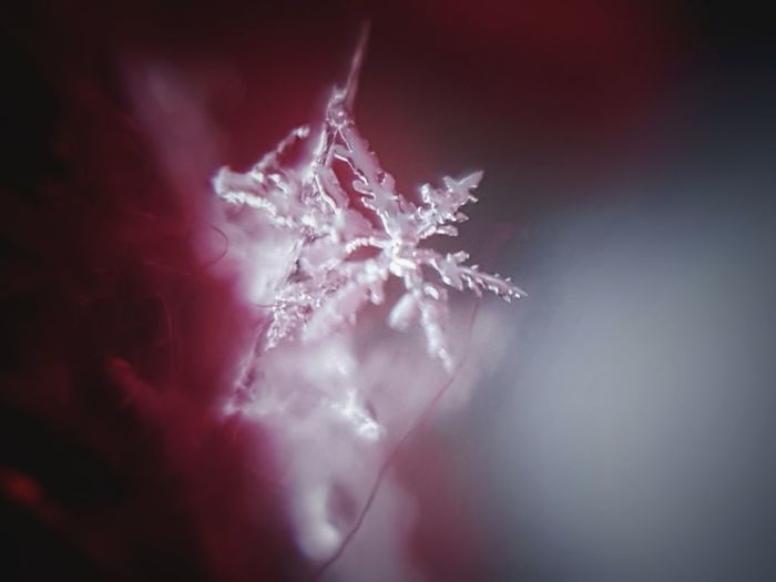 Close-up of real snowflakes