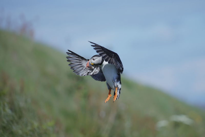 An atlantic puffin returning home