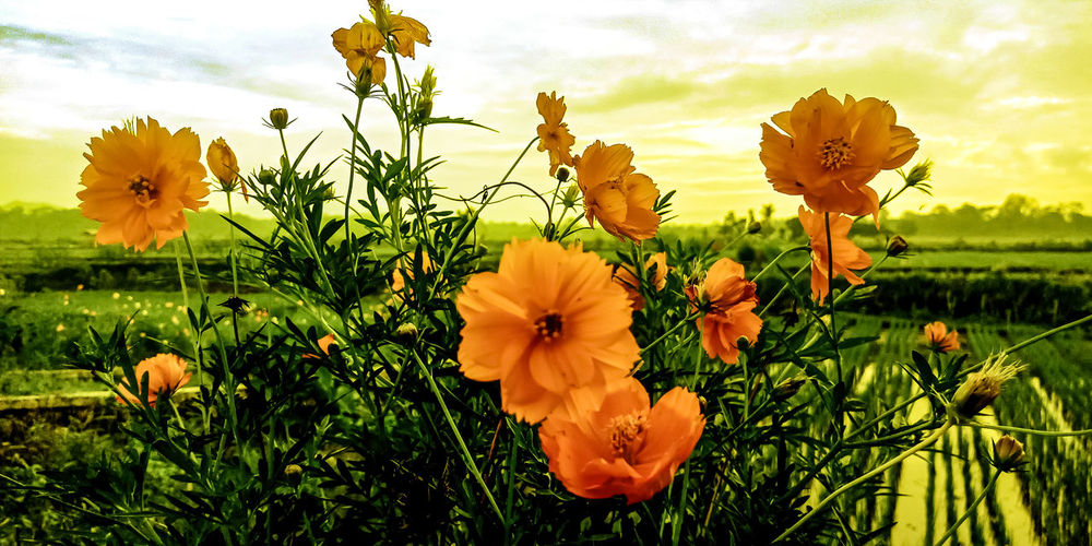 Close-up of yellow flowering plants on field
