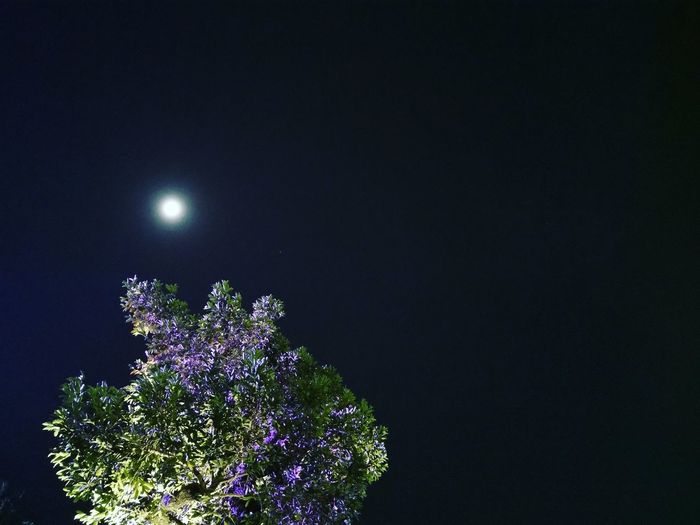 Low angle view of purple flowering plants against sky at night