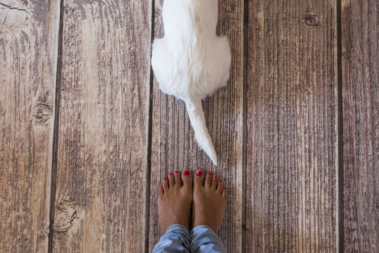 Low section of woman standing by dog on wooden floor