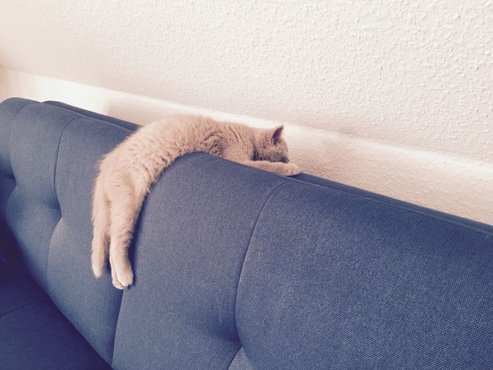 Close-up of cat lying on ledge of sofa