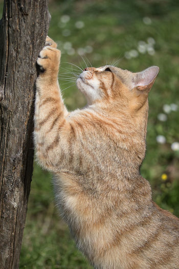 Close-up of a cat