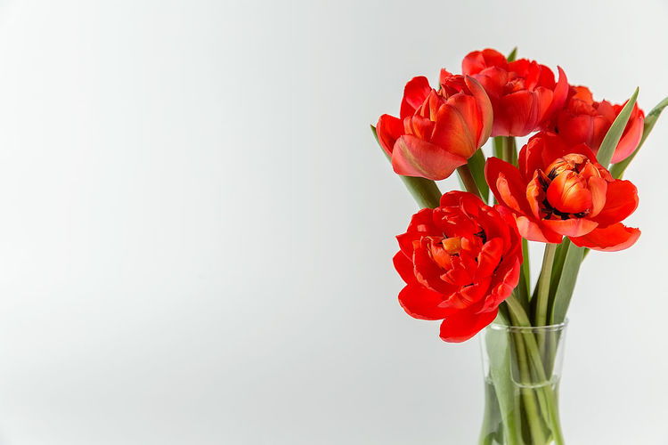 Close-up of red rose flower vase against white background
