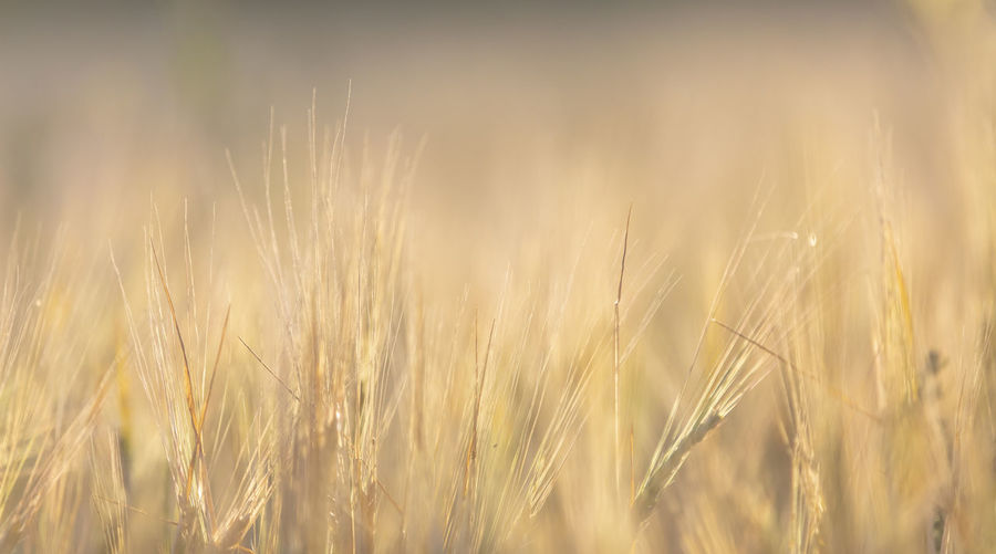Close-up of wheat growing on field