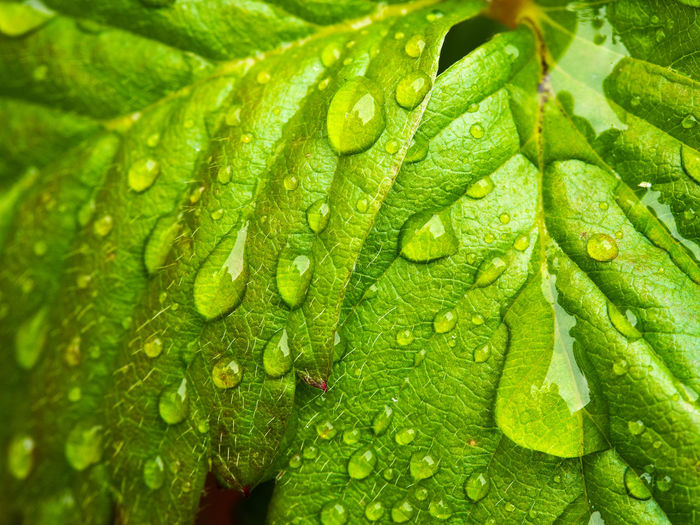 Full frame shot of raindrops on leaves