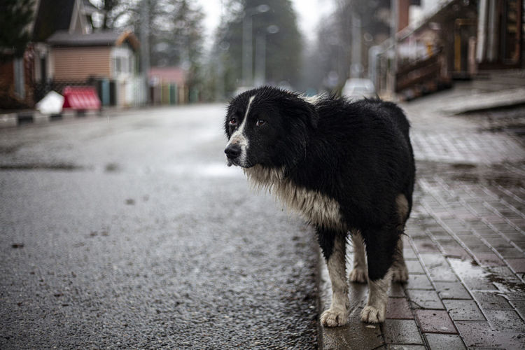 A stray dog is wandering on the street. a cute dog is looking for a master. 