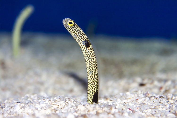 Close-up of a garden eel