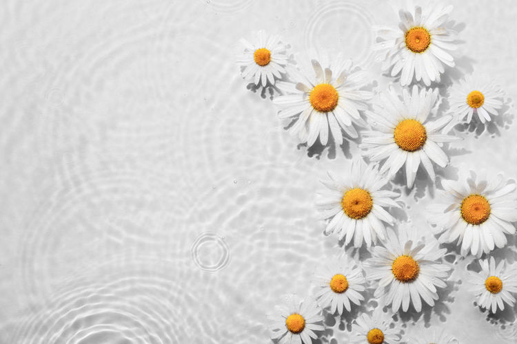 Chamomile flowers in white water background with concentric circles and ripples. natural beauty spa