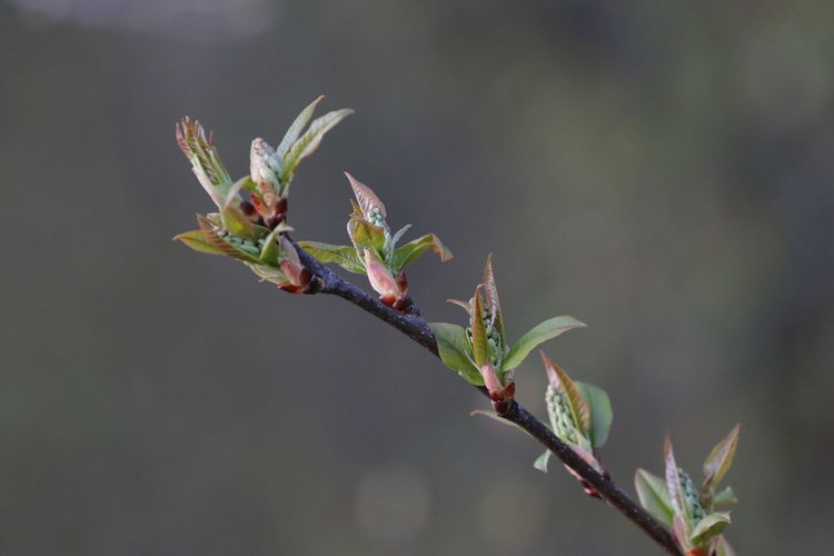 Close-up of plant, spring