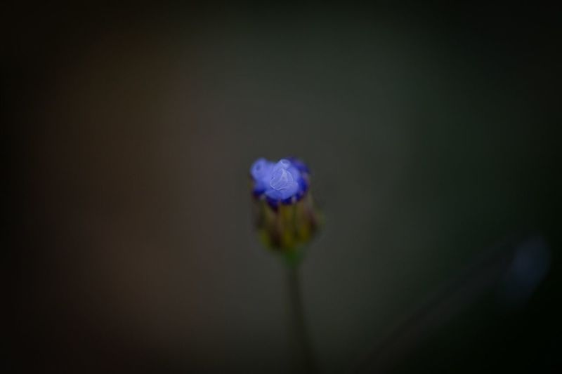 Close-up of flower blooming outdoors