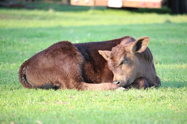 Young cow sleeping on green grass