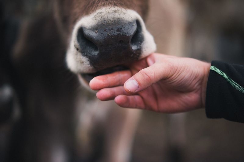 Close-up of cow biting man finger