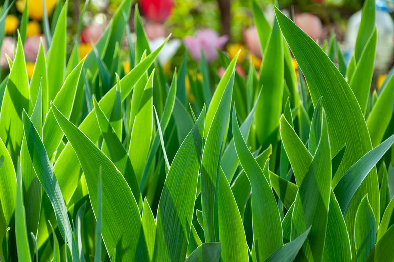 Close-up of fresh green leaves on field