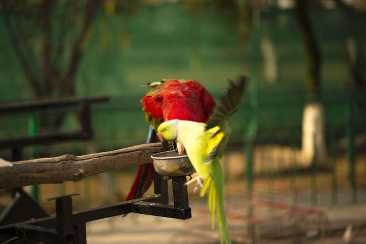 Close-up of parrot perching on metal railing