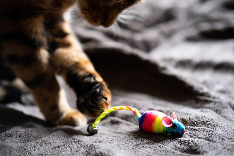 Bengal cat plays with a rainbow toy mouse. close-up of soft cat paws playing with mouse.