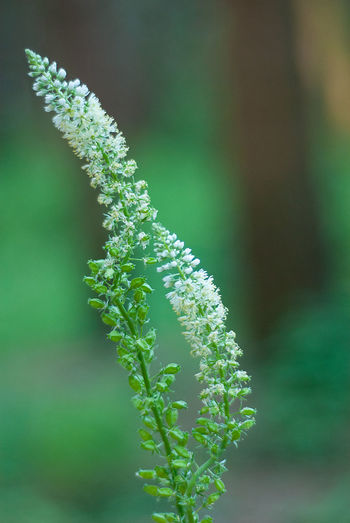 Close-up of green plant