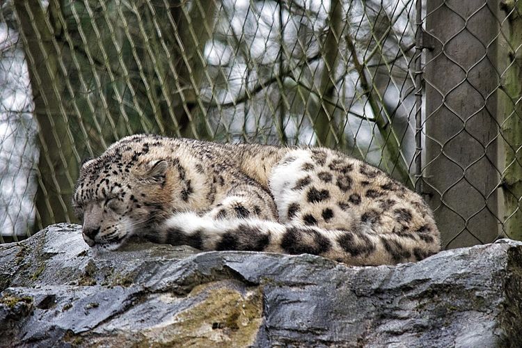 Low angle view of snow leopard sleeping on rock at zoo
