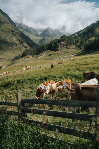 Cows grazing in field surrounded by mountains 