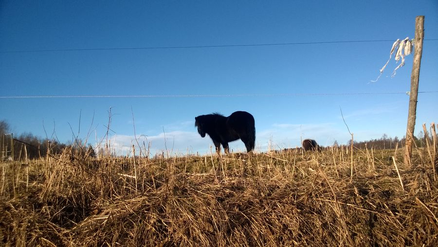 Sheep grazing on field against clear sky