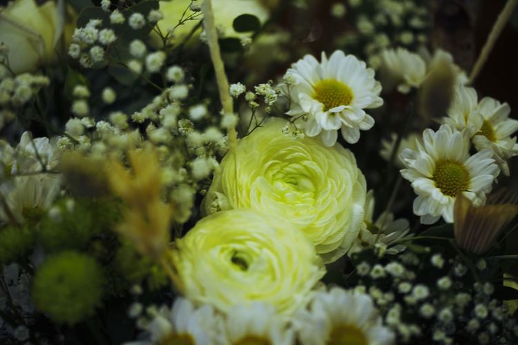 Close-up of white flowering plant