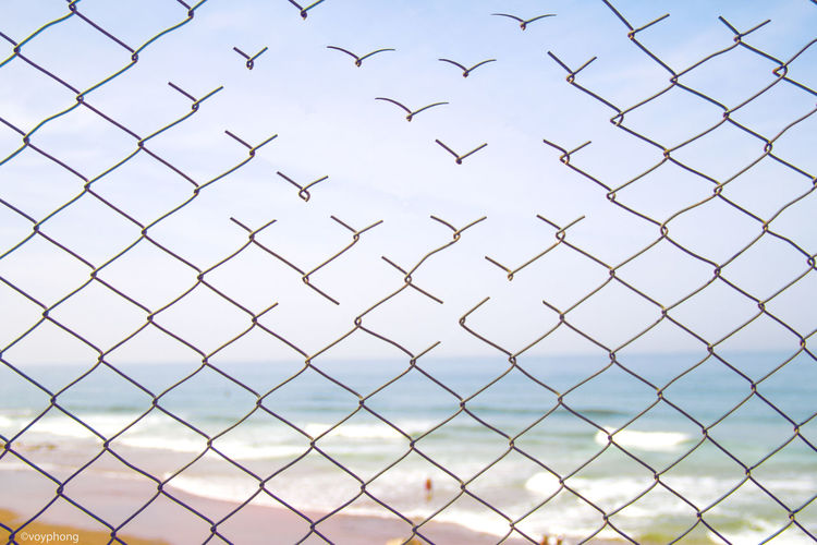 Close-up of birds on chainlink fence against sky