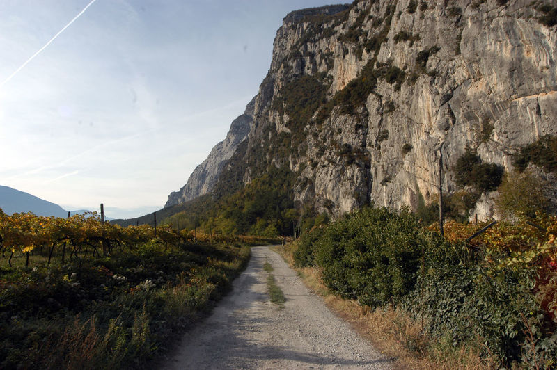 Winegrowing and viticulture in beautiful alpine landscape in south tyrol