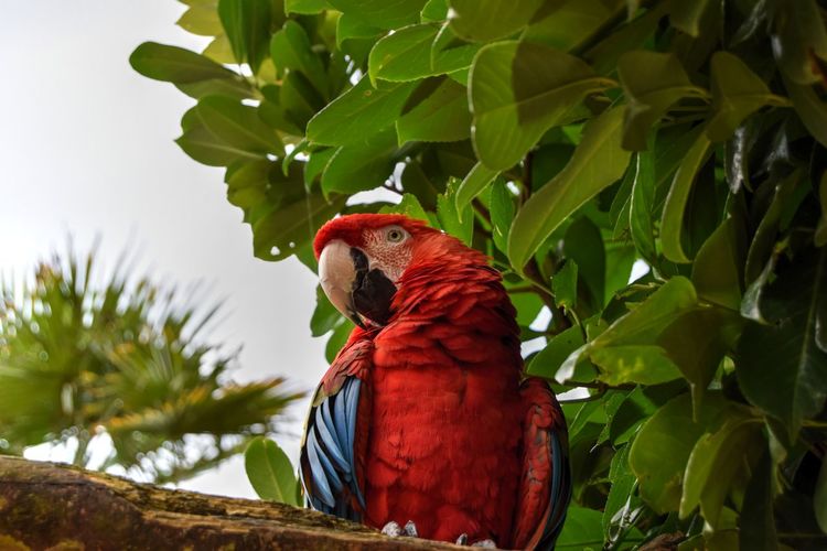 Low angle view of scarlet macaw perching on tree