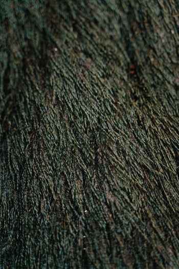 Full frame shot of moss texture