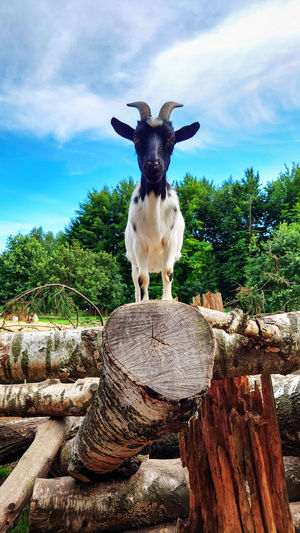 Portrait of horse standing on wood against sky