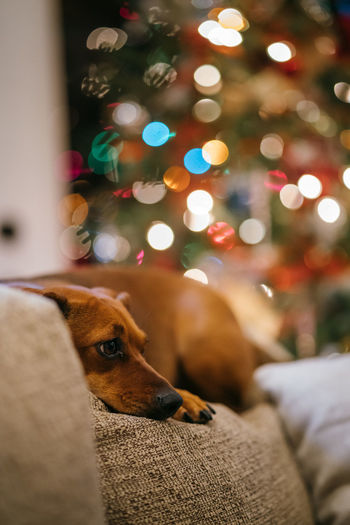 Dog relaxing on christmas tree at home