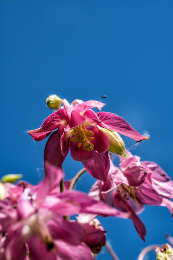 Aquilegia flower