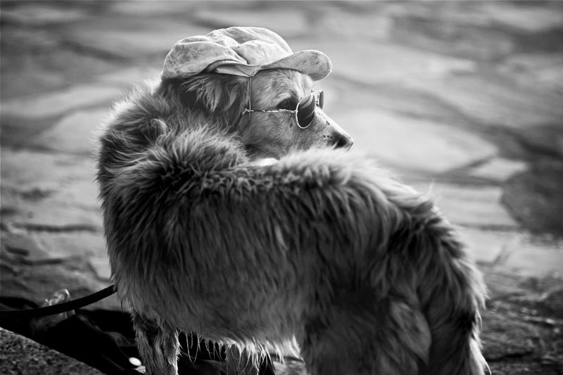 Dog wearing hat and sunglass at shore
