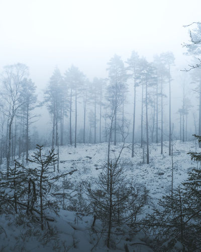 Trees in forest during winter