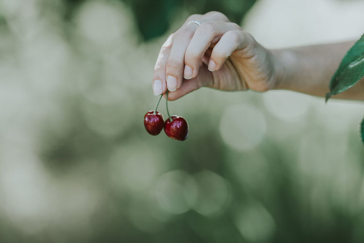 Close-up of woman holding cherries