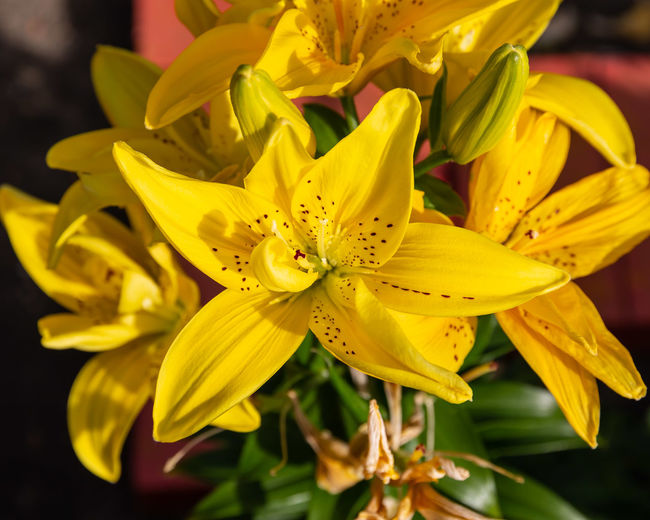 Close-up of yellow lily flowers