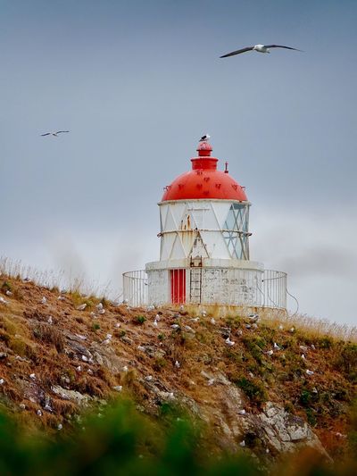 Albatross flying over a lighthouse