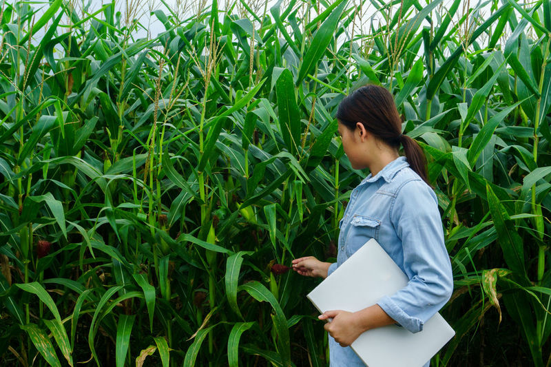 Rear view of woman examining corn crops while holding laptop