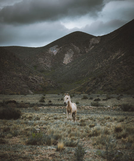 Young horse in the grasslands