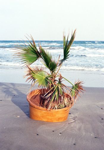 Close-up of potted plant on beach against sky