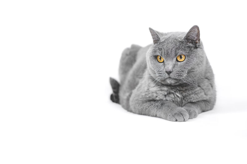 Portrait of a cat against white background