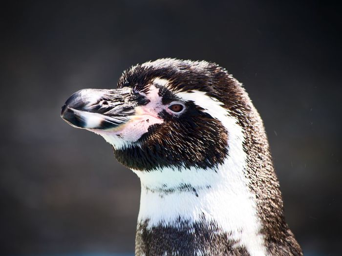 Close-up of side view of humboldt penguin head