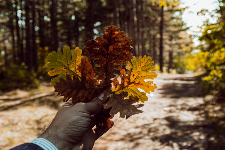 Close-up of person holding autumn leaves